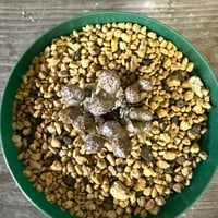 141、Conophytum luckhoffii