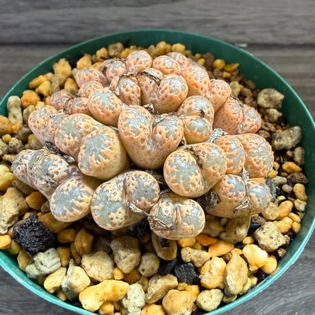 153、Conophytum pellucidum RCL 950/61 steyerkraal