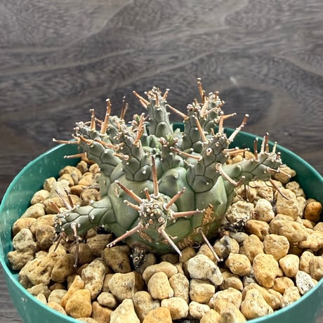 195、Euphorbia decepta