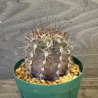 41、Neoporteria clavata（v）procera（実）