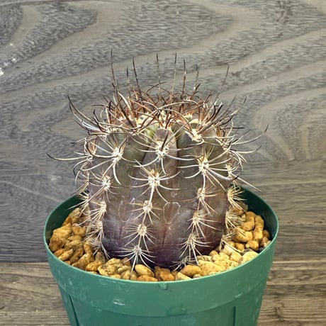 41、Neoporteria clavata（v）procera（実）