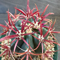 6、Ferocactus  神仙玉