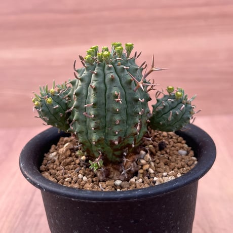 26、Euphorbia 群星冠