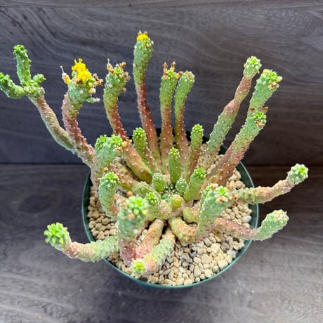 173、Euphorbia inermis