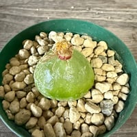 145、Conophytum burgeri