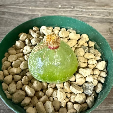 145、Conophytum burgeri