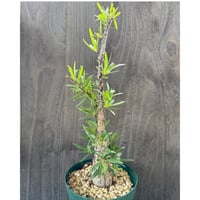 28、Fouquieria purpusii