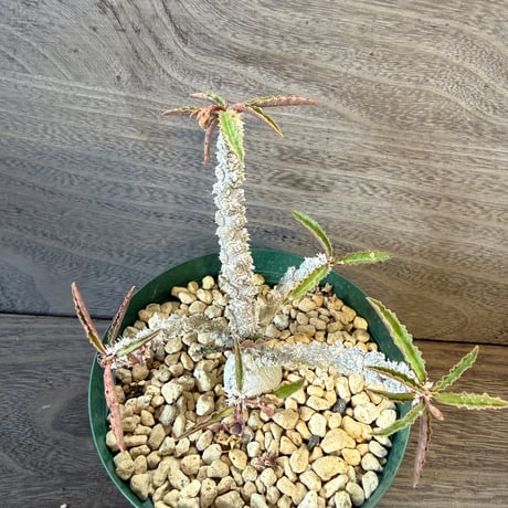 37、Euphorbia suzannae-marnierae