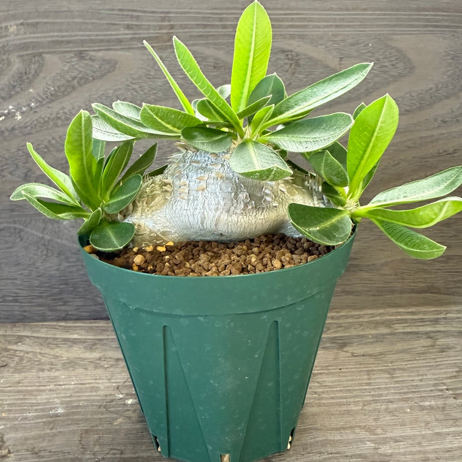 68e85904b71e153f74dee8ea