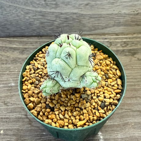 69、Ortegocactus macdougallii