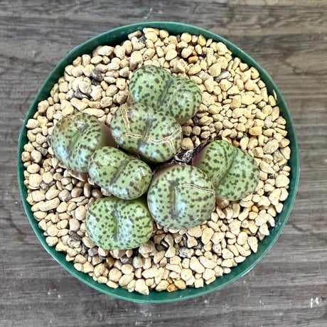 81、Conophytum obcordellum‘multicolor‘ SB.1193 Heerenlogementsberg