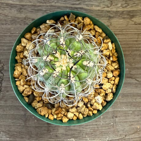 42、Neoporteria clavata