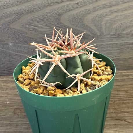 45、Gymnocalycium 太刺フェロシオール