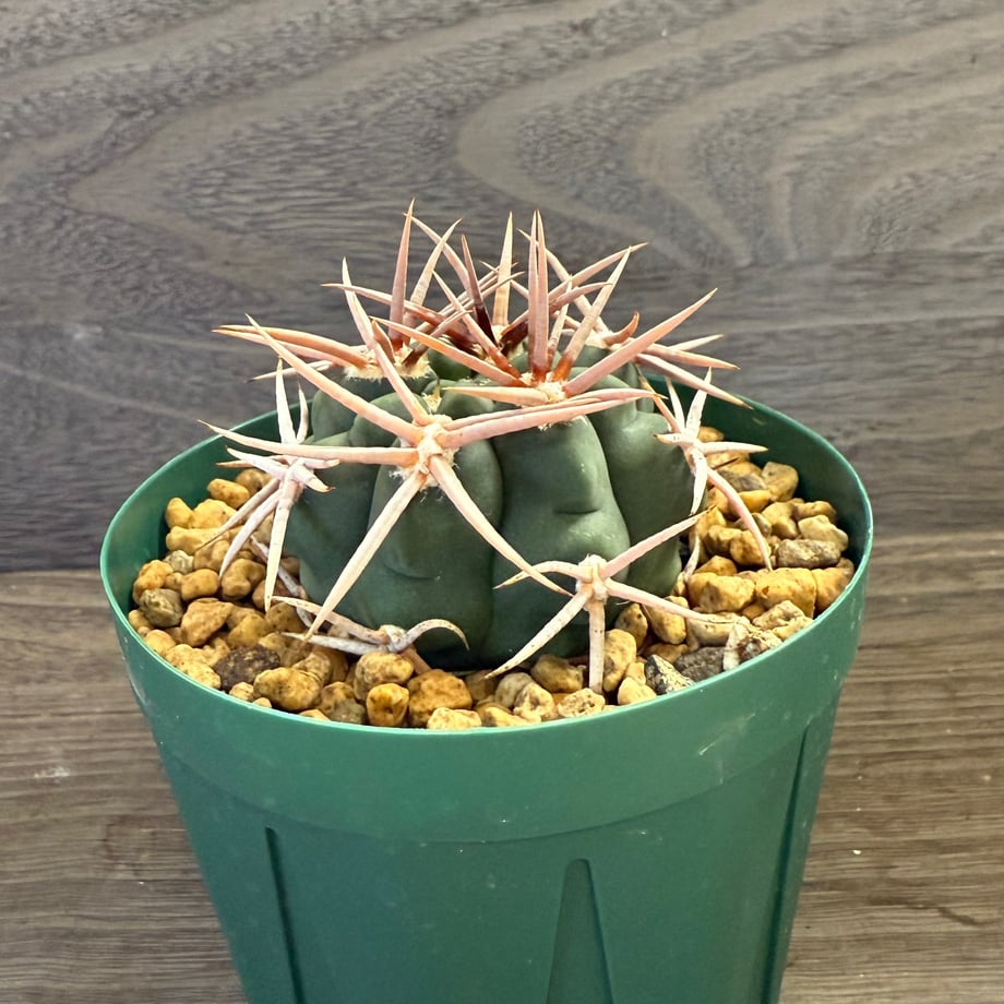 68e849cad37d85f46f9de2b3