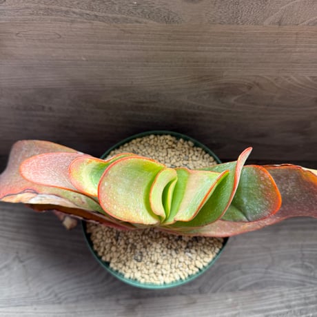 135、Aloe haemanthifolia