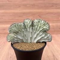 129、Euphorbia ラクテア錦綴化