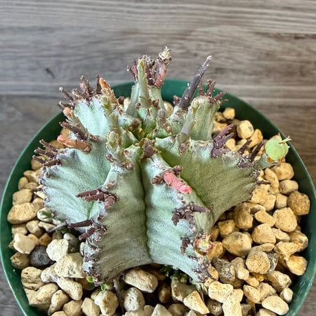 130、Euphorbia horrida