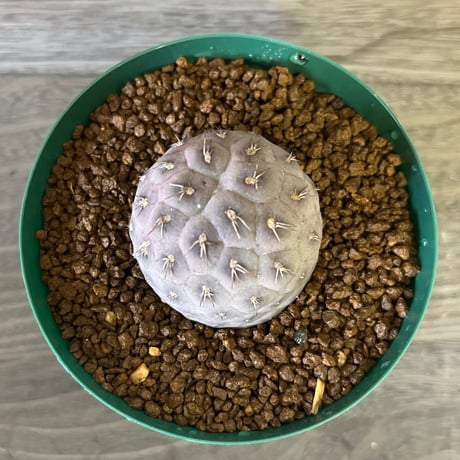 63、Tephrocactus geometricus