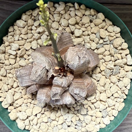 24、Dioscorea elephantipes
