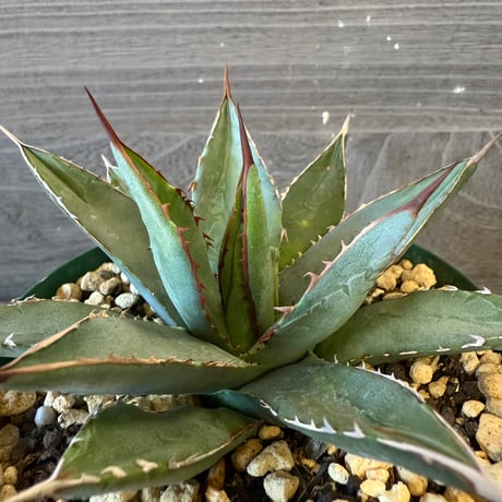 116、Agave arizonica wideleaf
