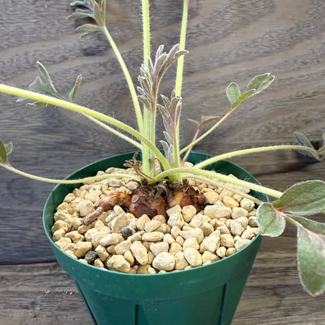 73、Pelargonium incrassatum