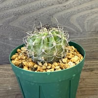 42、Neoporteria clavata