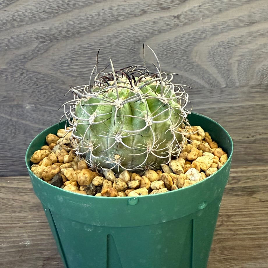 68e84719d37d85b18a9de2b2