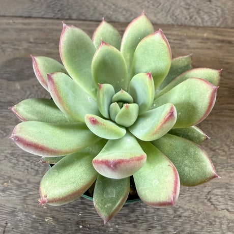 49、Echeveria ’CS-NO-08’ ’コロラータ旧来型’
