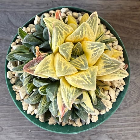 139、Haworthia ’タイガーピグ錦‘