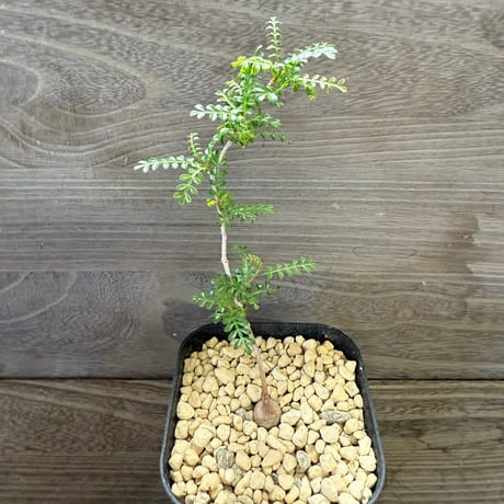 HORIKAWA NURSERY