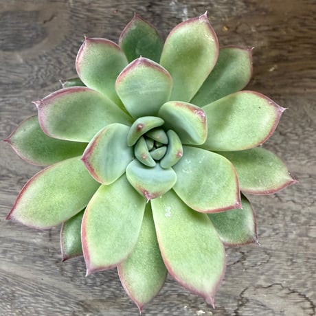 48、Echeveria ’CS-NO-08’ ’コロラータ旧来型’