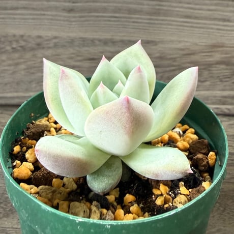 109、Echeveria ‘CS-NO-01‘ ‘Super White‘