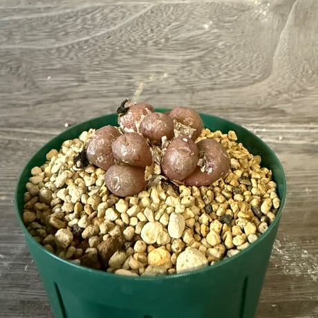 140、Conophytum ectypum var.tischleri ‘Kiritubo‘