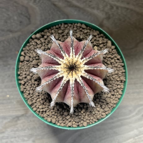 87、Uebelmannia pectinifera