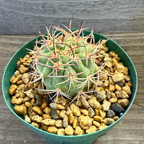 44、Eriosyce aurata typical（yellow orange spines）KP707 601m Valparaiso（実）