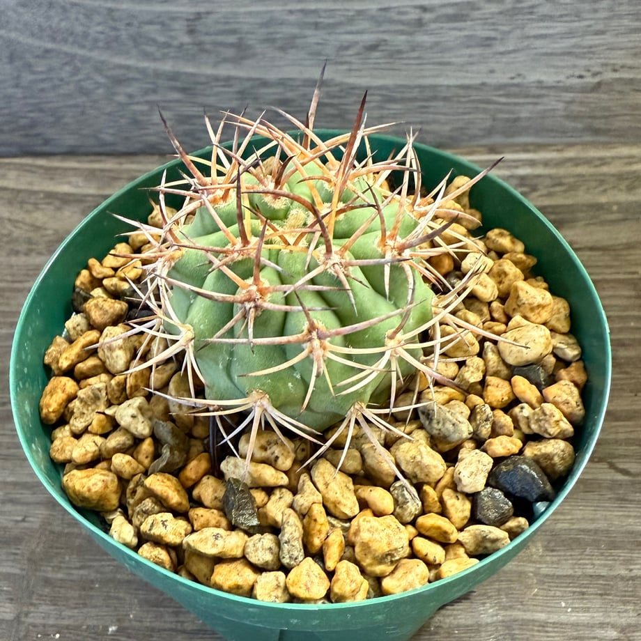 68e848d8d37d85c1339de31f