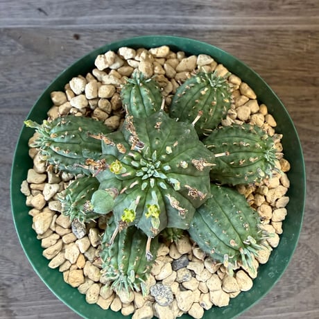 132、Euphorbia ’オベサ群星冠‘