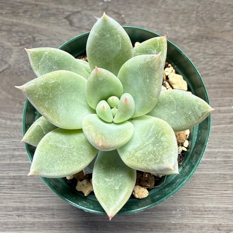 73、Echeveria ‘tolimanensis Rio Toliman×Super White‘