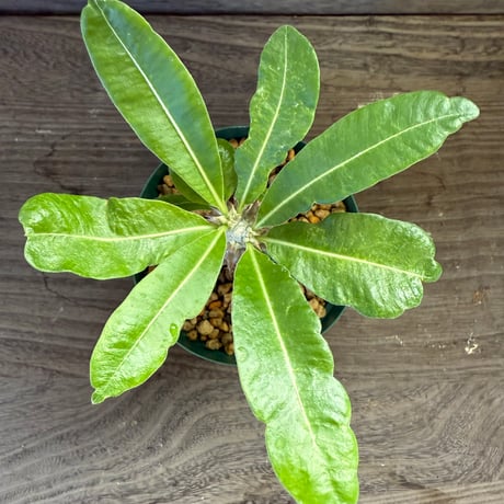 53、Pachypodium bicolor