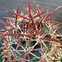 5、Ferocactus 紅裳竜