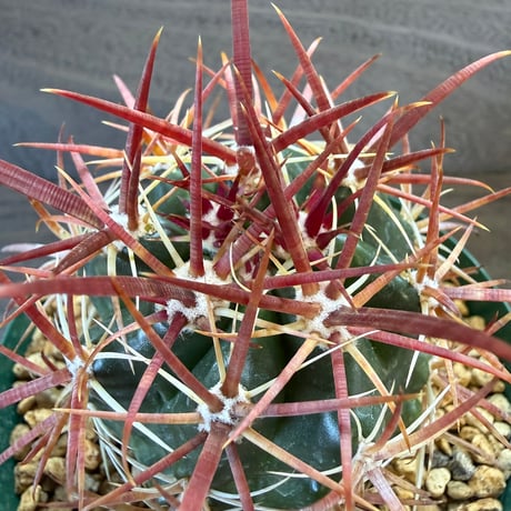 5、Ferocactus 紅裳竜