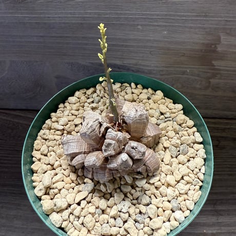 24、Dioscorea elephantipes