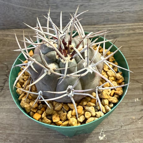 48、Gymnocalycium 魔天竜