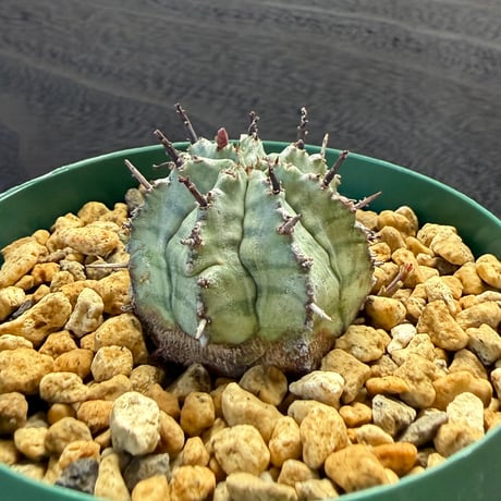 184、Euphorbia ‘ゲンコツホリダ‘