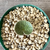 131、Tyrecodon singularis