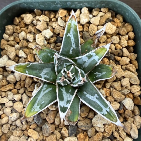 141、Agave 姫笹の雪