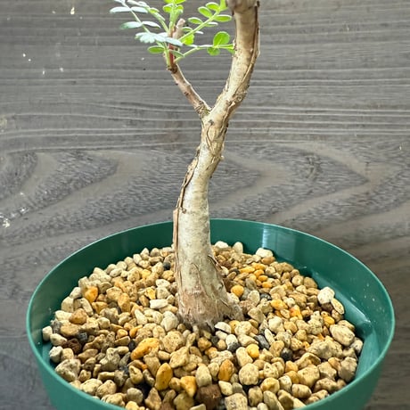 63、Pachycormus discolor