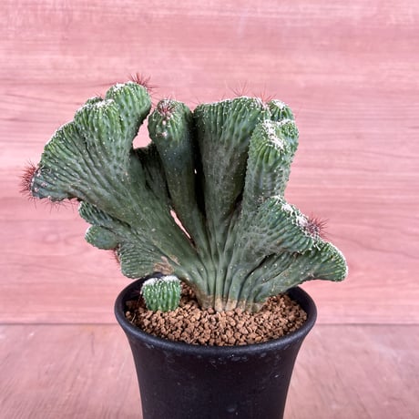 ITEM | HORIKAWA NURSERY ITEM | HORIKAWA NURSERY