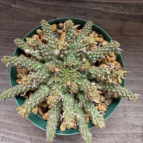 182、Euphorbia gamkensis