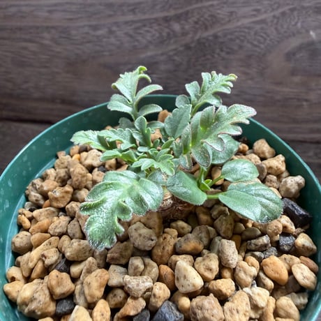 196、Pelargonium auritum ssp.auritum